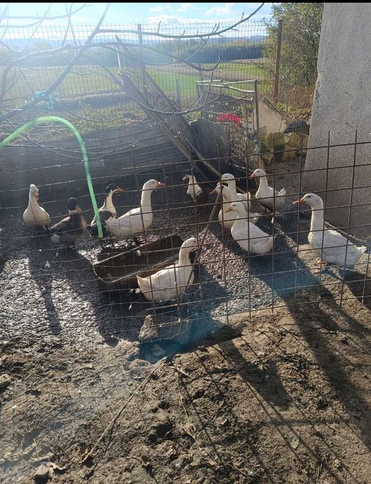 Vând rațe crescute bio