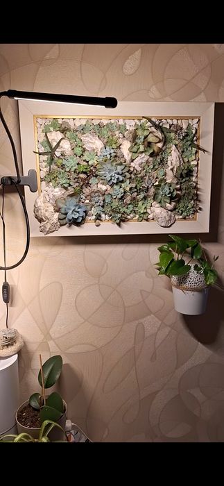 Картина из живых цветов, суккуленты