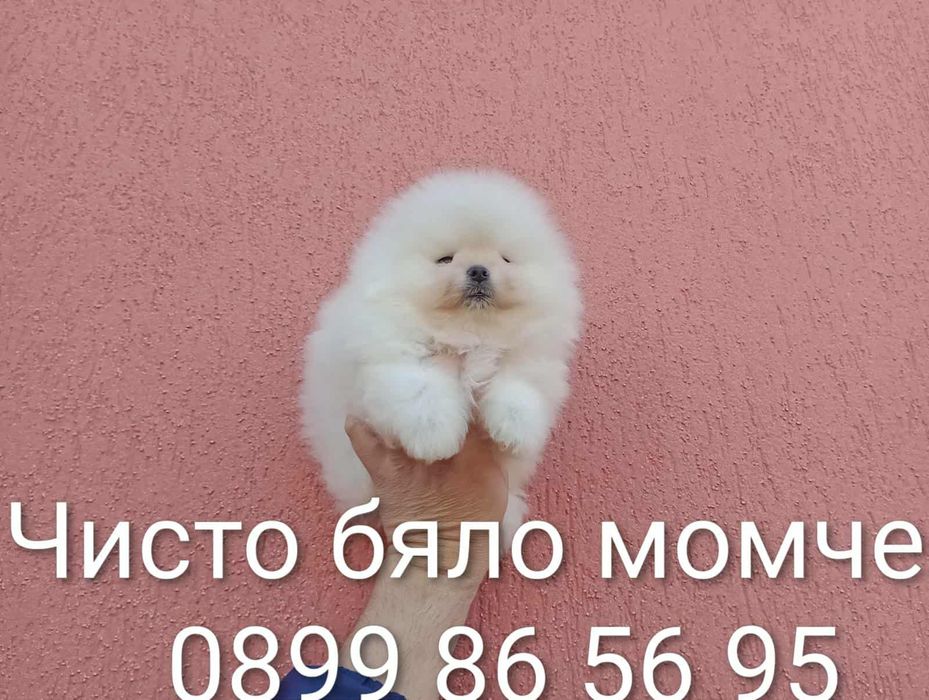 Мъжки Померани! Реални снимки!
Мъжки Померани. Реални снимки!!!