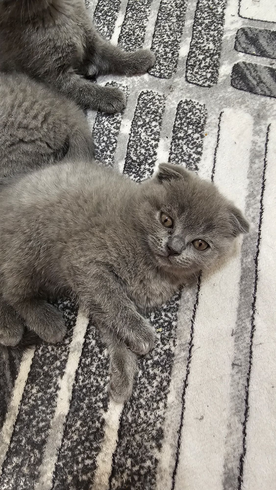 Британски и шотландски котета