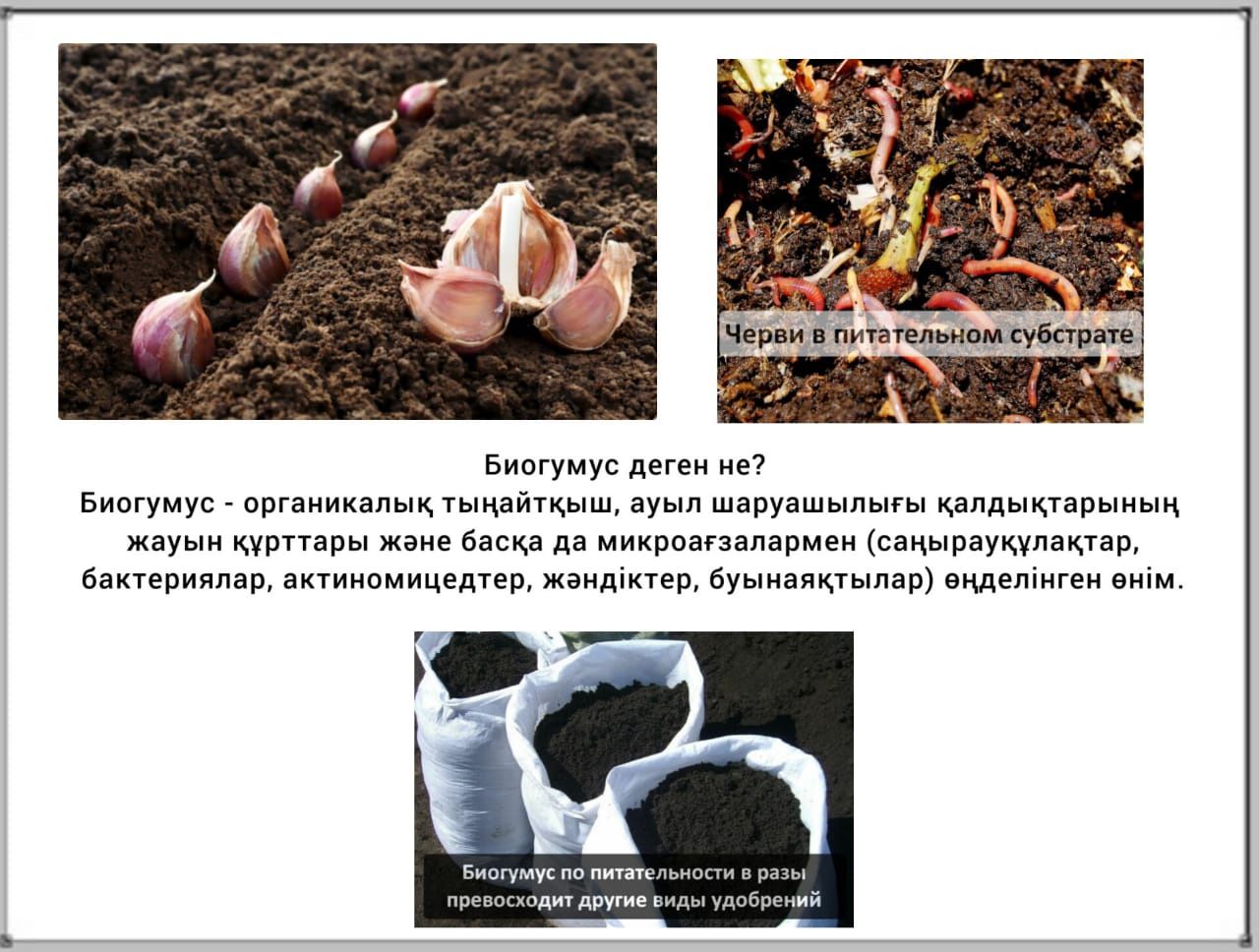 Биогумс сатлады шылаушан сатылады Қазығұрт ауданы