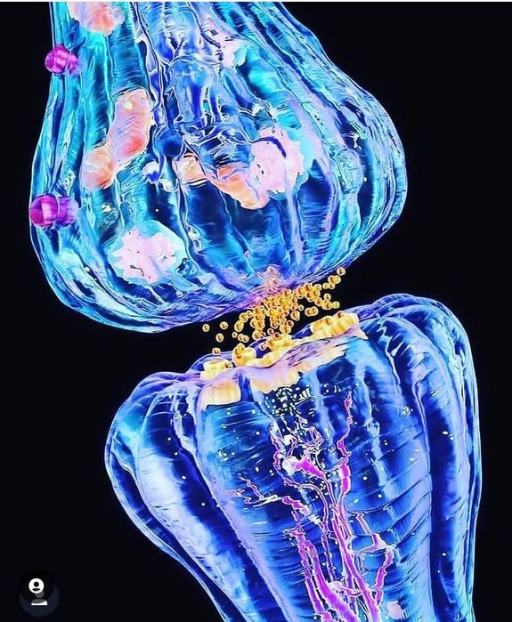 Meditații anatomie, biologie si genetica: online și fizic