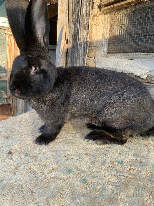 Urias german gri fier