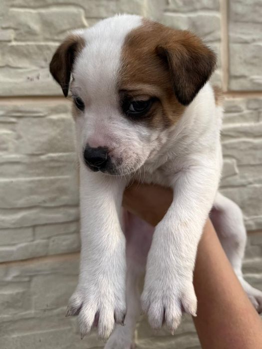 Щенки помесь Московская сторожевая