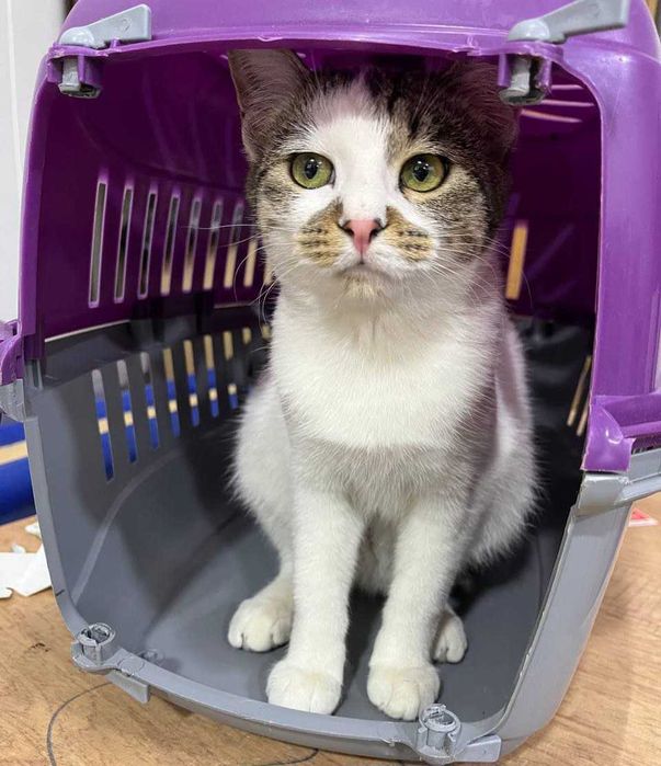 В добрые руки отдадим пушистого котика