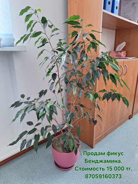 Продам комнатные цветы