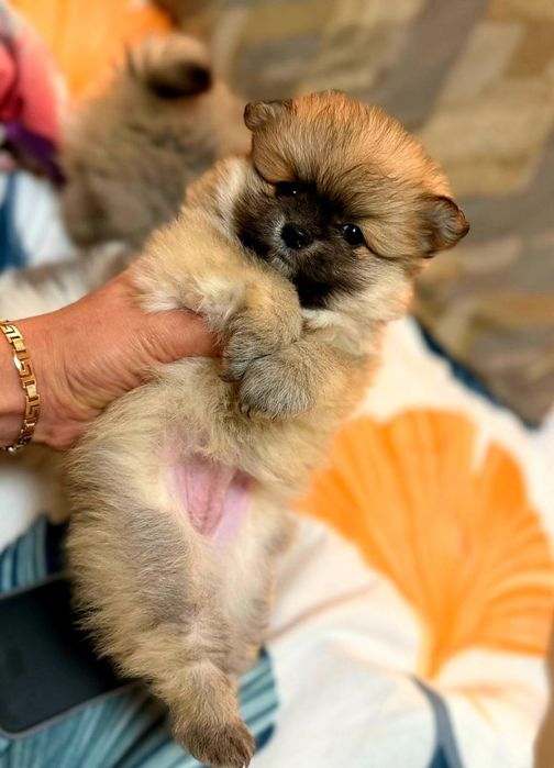 Шпиц документы превывки все есть