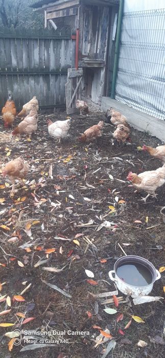 Vând găini de țară.