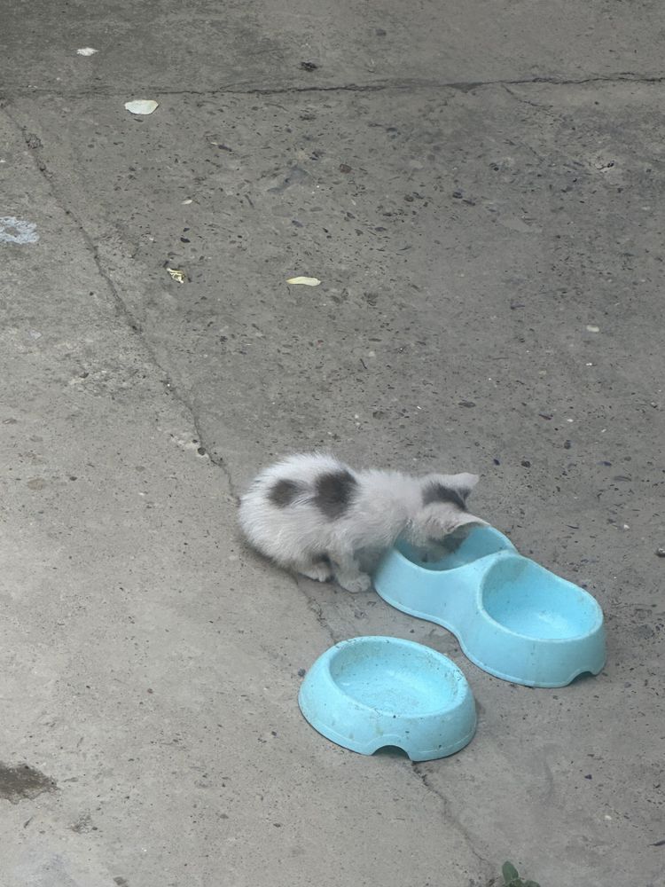 Кошка с 4 котятами отдам в хорошие руки