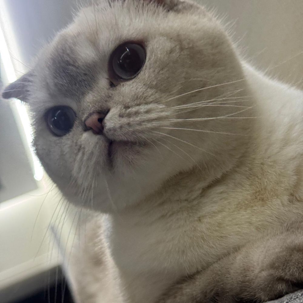 Продаю британскую кошечку