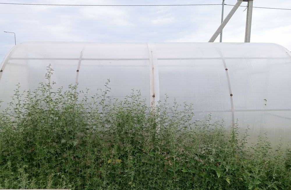 Теплица сатылады. Поликарбонатная 4×3 м. Состояние отличное