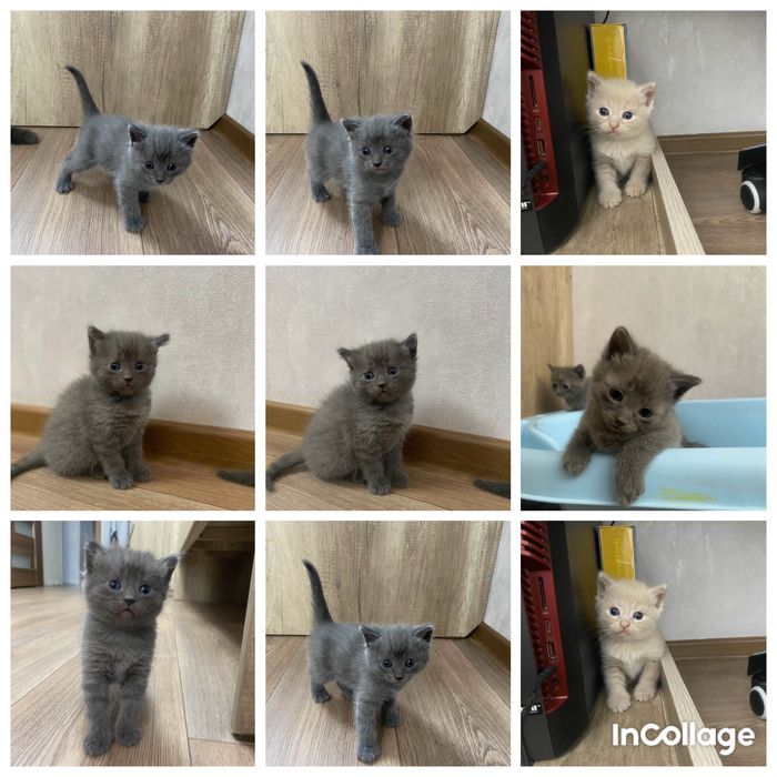 Продам котят Месяц