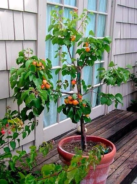 Pomi fructiferi pitici(Dwarf)