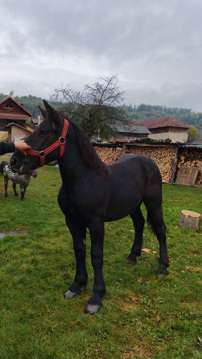 Vând mânza neagra metis frizian un an și 2 luni