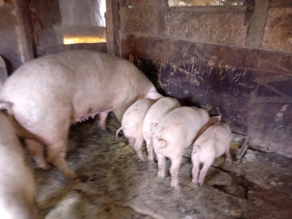 Продавам прасета