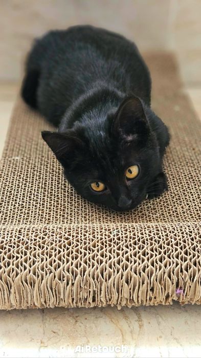 Ласковая малышка котенок Луна ищет свой дом Котята