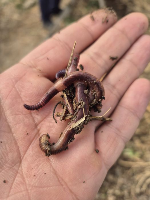 Черви на рыбалку