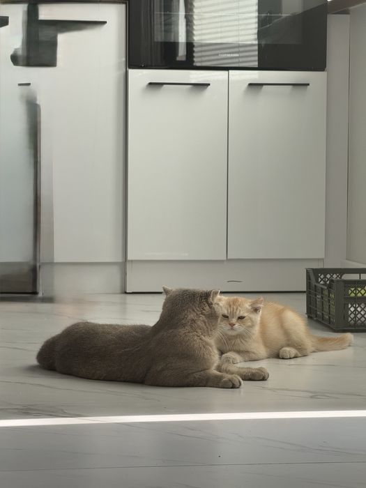 Mushuk sotiladi malochniy /1 ta o’gil