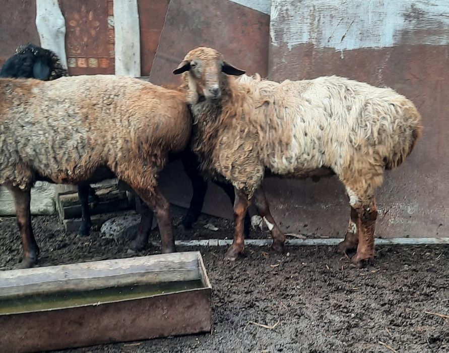 Продам племенных кошкаров