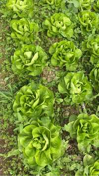 Salata verde shangore