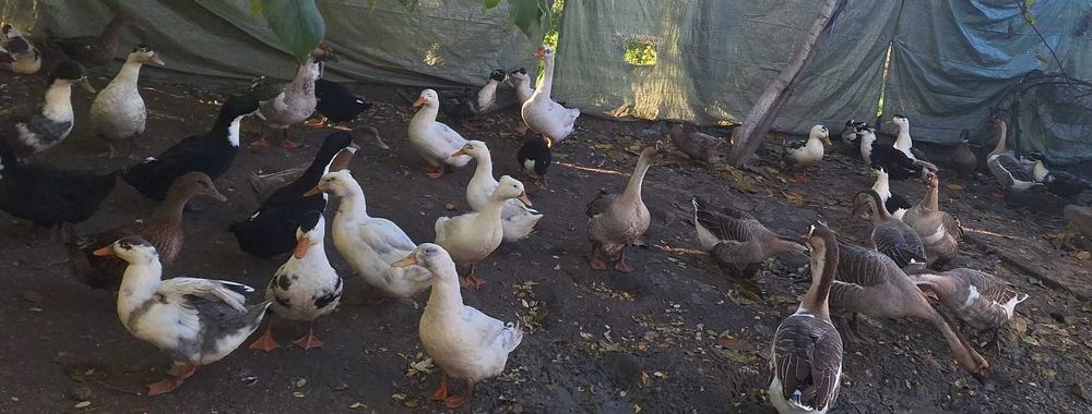 Rate si gaste de vanzare