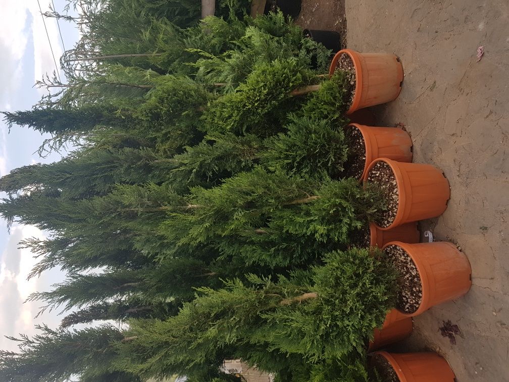 Specialitati plante de gradina