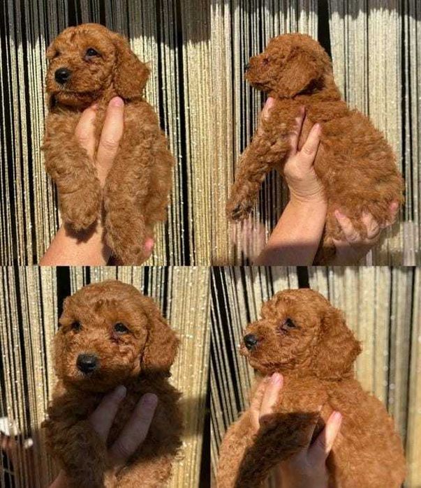 Căței adorabili de Cavapoo Fox Red
