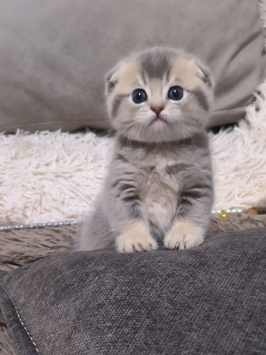 Котята чистокровные