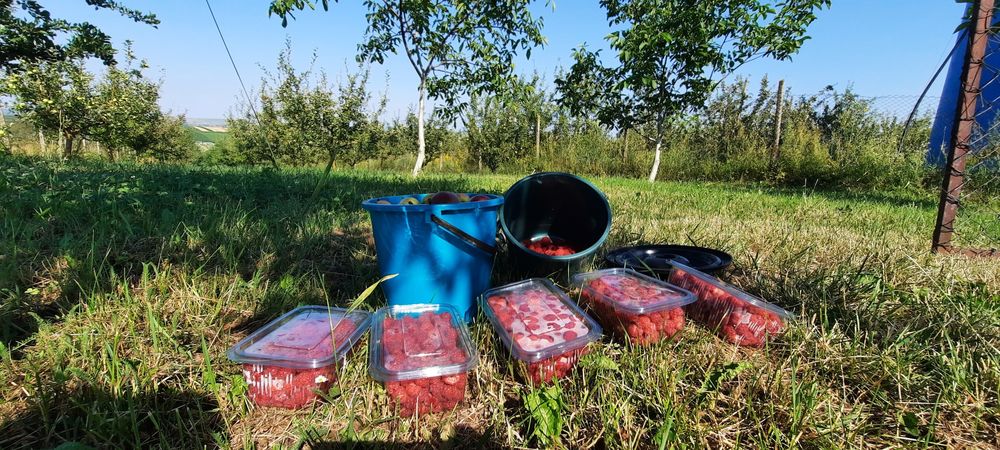 Livada mixtă 2600 mp cu foișor și fântână- Ciprian Porumbescu