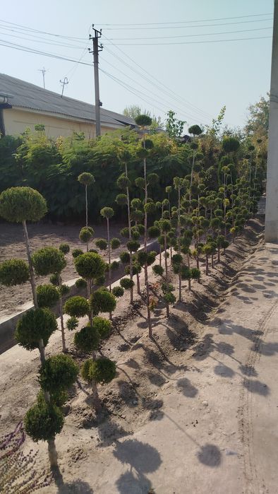 Archa va dekorativ o'simliklar