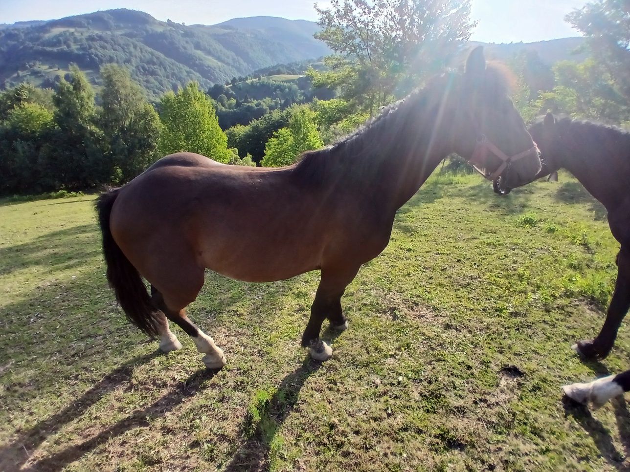 Vind 2 minji de în an jumate