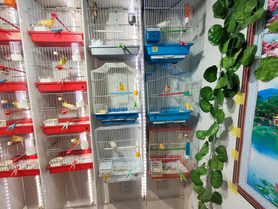 Канарейки самки самцы