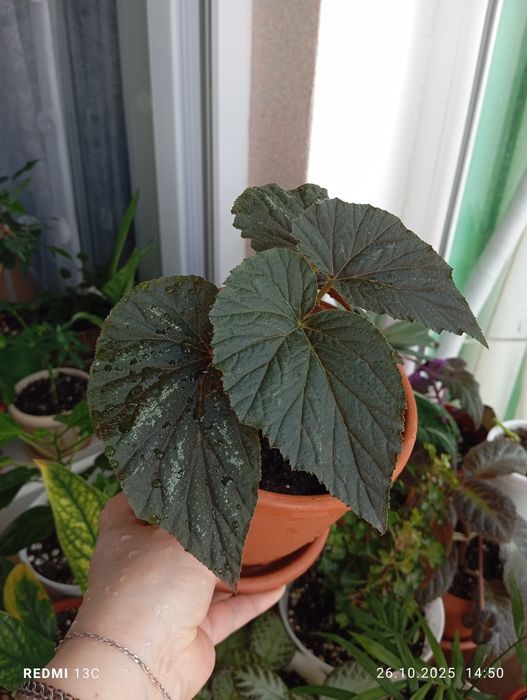 Продам растения комнатные