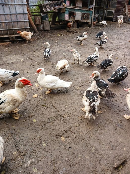 Vând rațe leșești