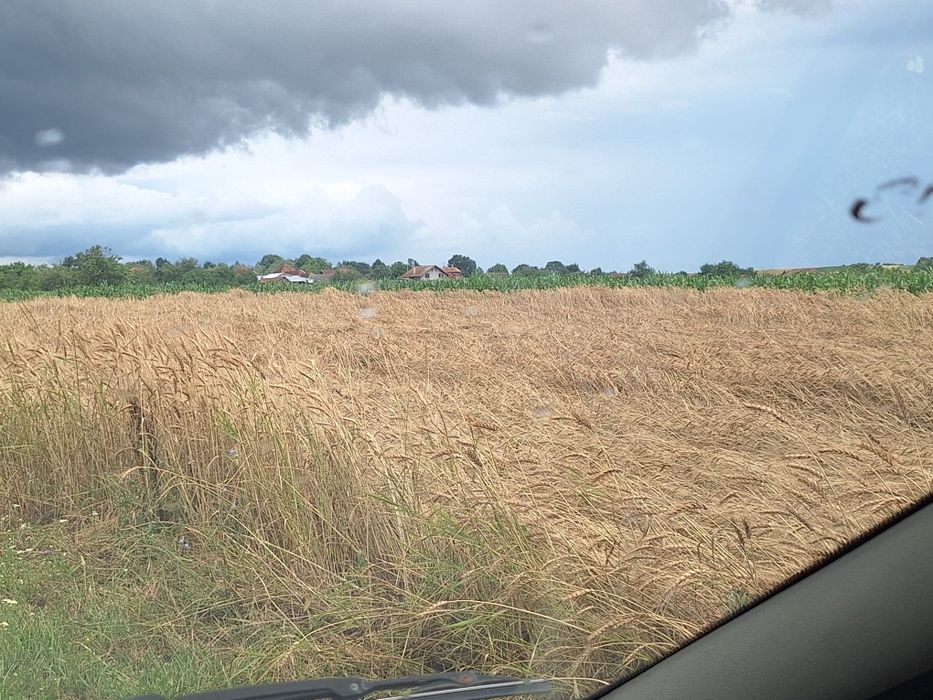 Mazăre furajeră producție 2025