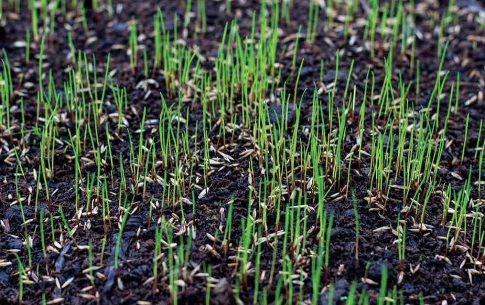 Газон екамиз уруґ ва таййор газон