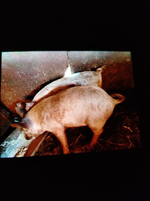 Продам   поросят