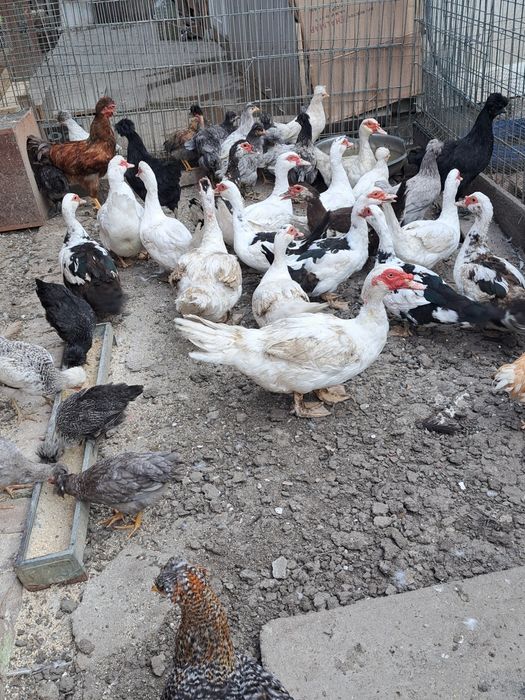 Vand rate mute si ratoi