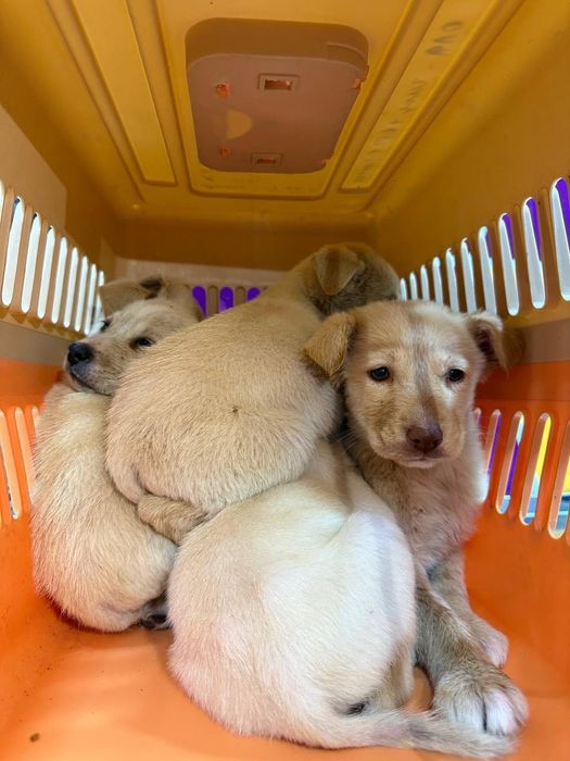 Отдаются в добрые руки белоснежные щенки