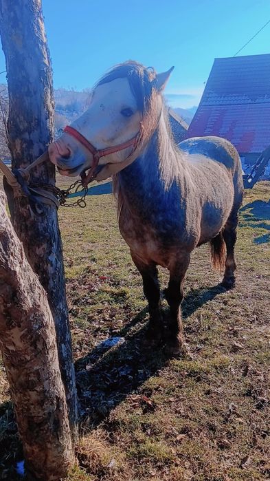 Vând cal foarte bun