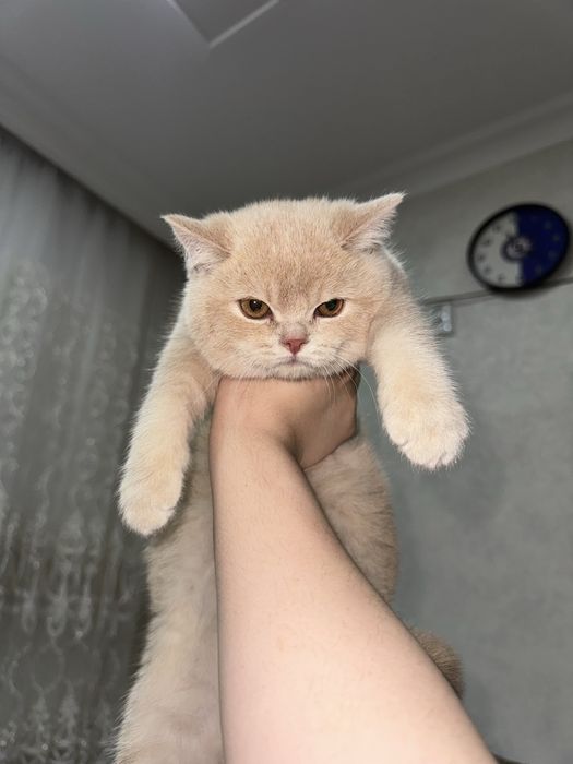 скоттиш страйт огил 3 ойлик