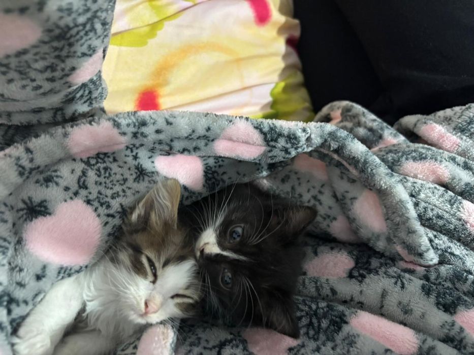 отдам котят даром