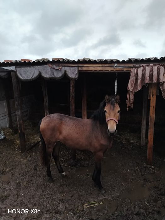 Продам молодую кобылку. Арина.