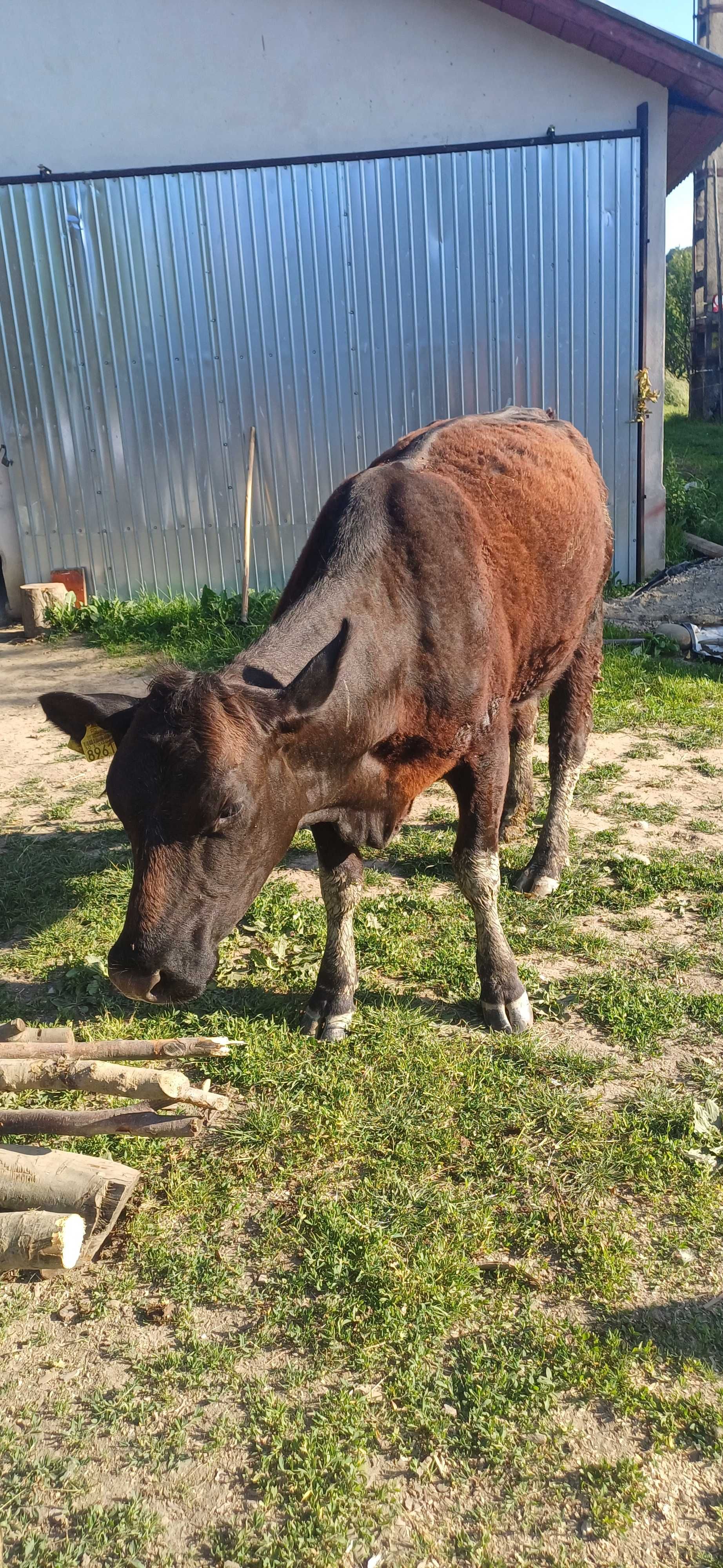 Vand juninca Angus cu vitel