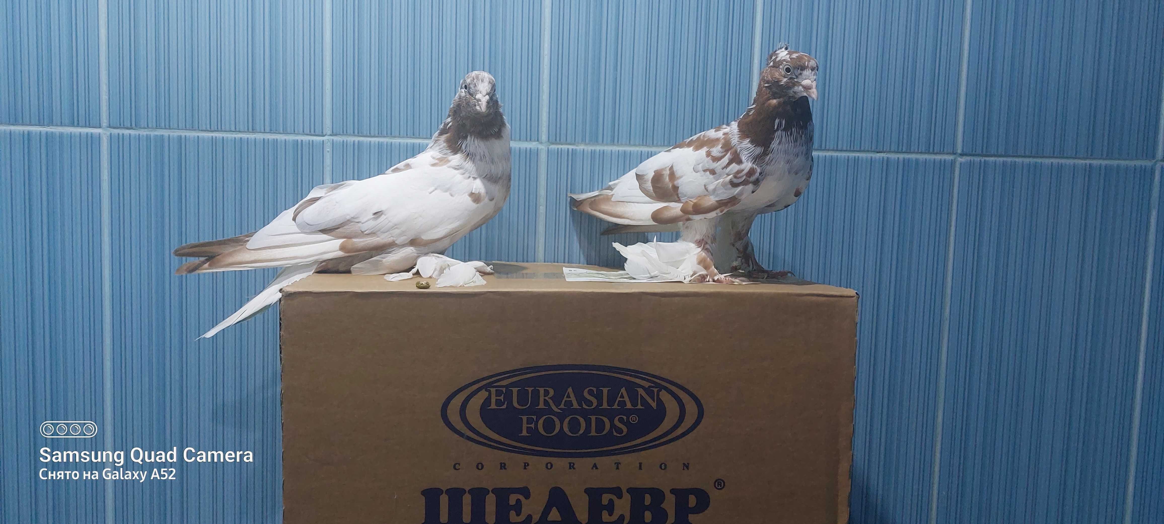 Продам Андижанских голубей
