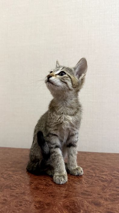 Котенок.  Мушукча