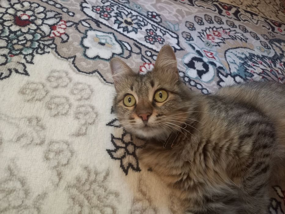 Породистая Кошка с котёнком бесплатно