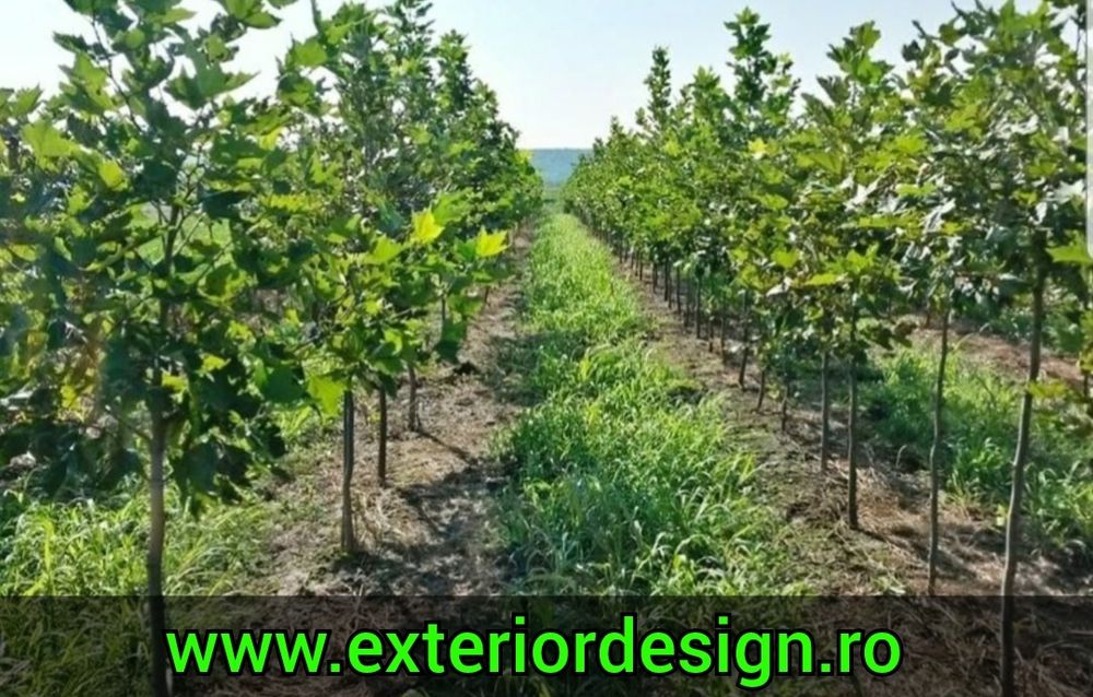 Enupar tarator Prunus Laurocerasus, tei argintiu, mesteacăn leylandii
