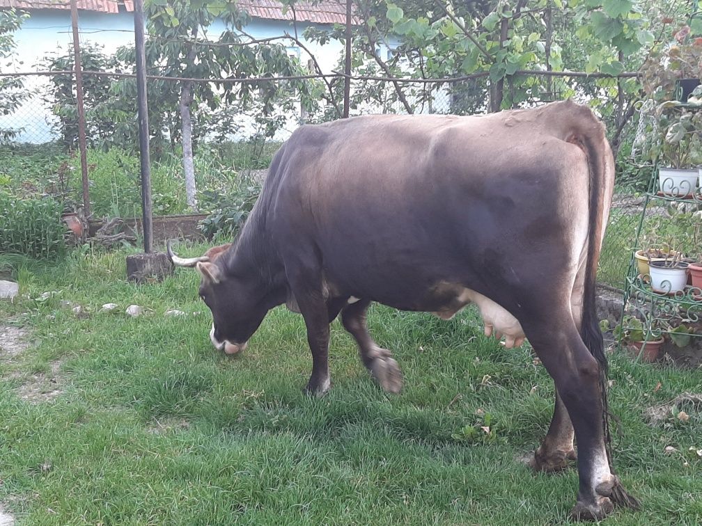 Vând vacă rasa Holstein
