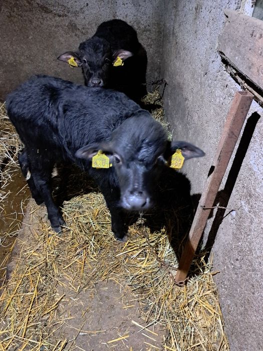 Vaind un tauras  de bivol